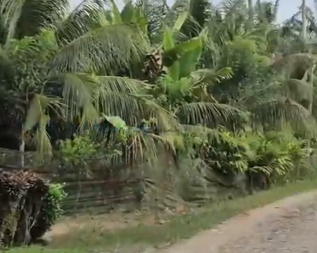 Kehidupan Asri Warga Kampung Gugung Sorik: Bertani dan Berkebun Sejak Dahulu